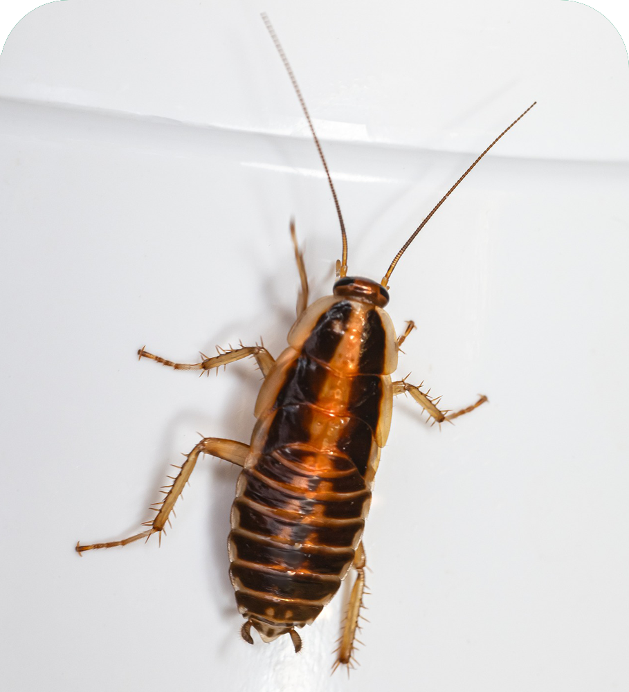 Cockroach Pest control Services in Taloja